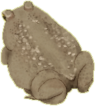 toad looking away all sassy.